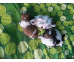 Szczeniaczki Shih-tzu