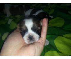 Szczeniaczki Shih-tzu